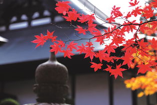 日本秋色 红叶正当时