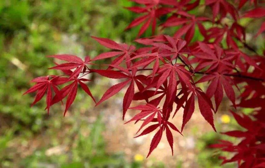 红枫--主要品种(日本红枫橙之梦,三季红,红舞姬)_叶片
