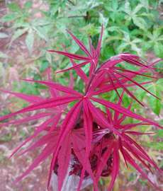 浙江精一园艺全部商品_花木推荐商家