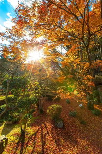 大胡子带你去摄影 日本红枫季 7日 奈良 大阪城 岚山 清水寺 白川乡 高松 小豆岛