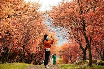 芳菲未尽枫叶红 吴兴废弃工厂变身网红景点