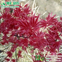 日本红枫红舞姬和火焰枫有什么区别 哪个颜色更红