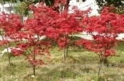 供应 沈阳日本红枫/日本红枫/日本红枫哪里好/辽宁日本红枫图片_高清图_细节图-沈阳市云广彩叶苗木种植基地