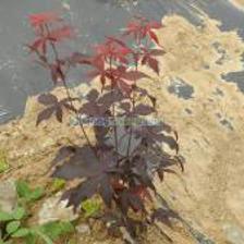 红枫种植_红枫种植价格_红枫种植厂家_第1页_世界工厂网