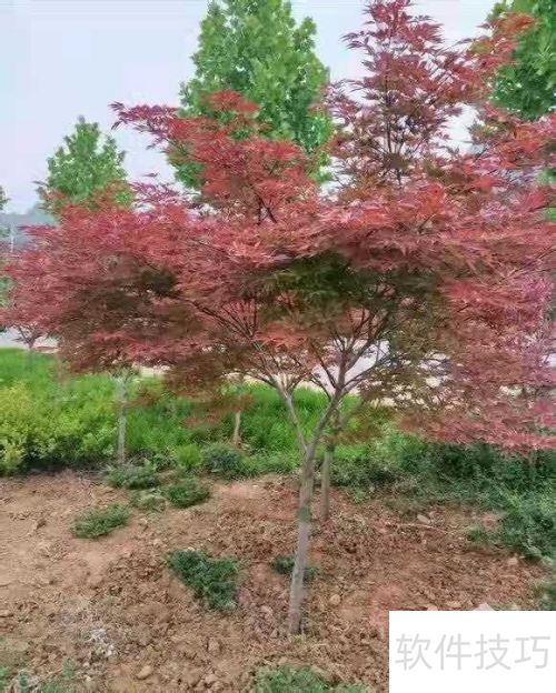 红枫养护指南 如何让红枫健康成长