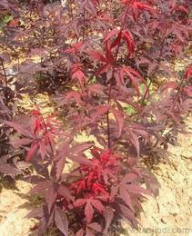 日本红枫供应信息-日本红枫批发、日本红枫价格、找日本红枫产品上