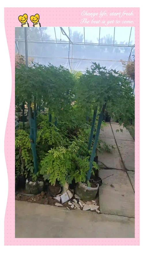 日本红枫:秋季的色彩盛宴