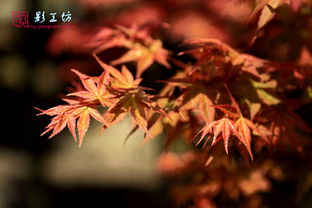 春季来福州北峰观红枫赏杜鹃 游记详情 游记攻略