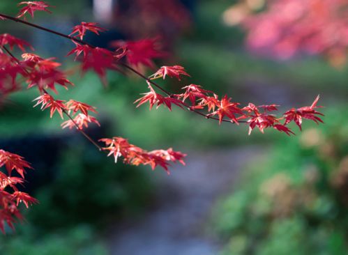 都江堰这片红枫林美炸了,趁着清明假期来打卡