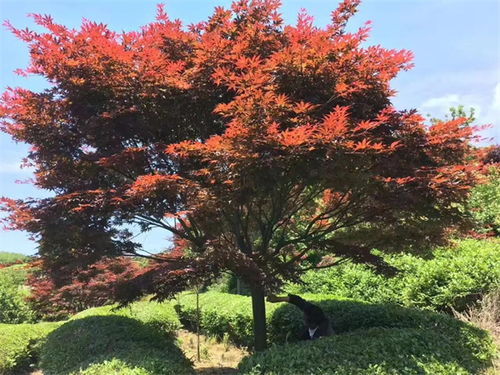 中日美红枫争夺战, 红枫之乡 为什么还坚守 中国