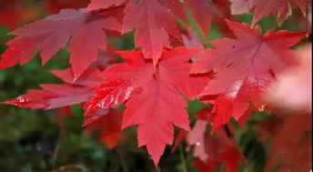 成都绿化工程那些最常见的彩叶苗木