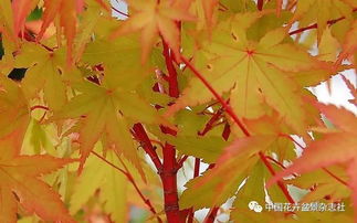 我的日本红枫种植初体验