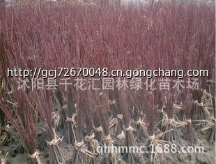 批发 红枫 嫁接红枫 红枫小苗 红枫苗 日本红枫_家用电器_世界工厂网