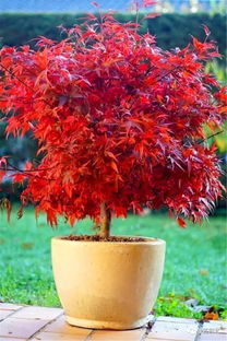 日本红枫盆景精品欣赏