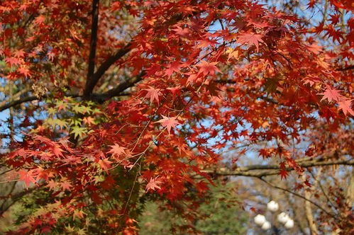 攻略 南京红枫,独特风韵能和日本京都媲美