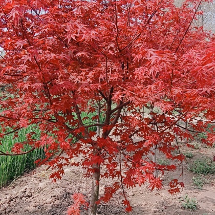 云南昆明日本红枫 价格行情走势 - 一亩田