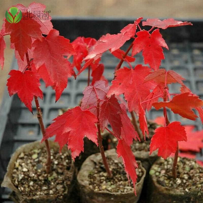 日本红枫苗 美国红枫苗 红枫树苗 红枫盆栽日本红枫嫁盆景黄金红枫苗 黄金枫苗 红枫苗 品种 美国红枫苗 3年苗