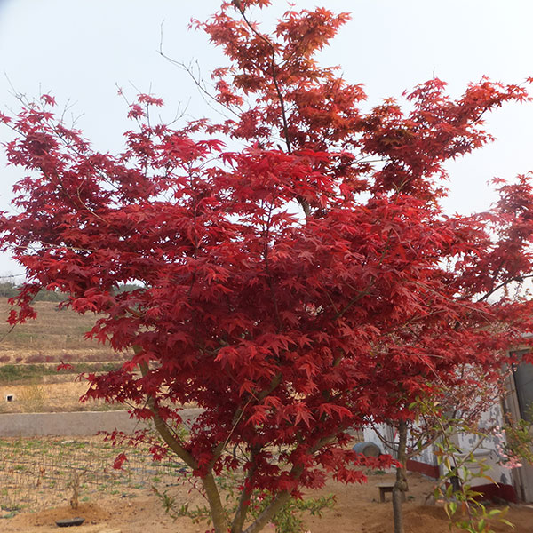 日本红枫,舜枫农林,日本红枫紫秀