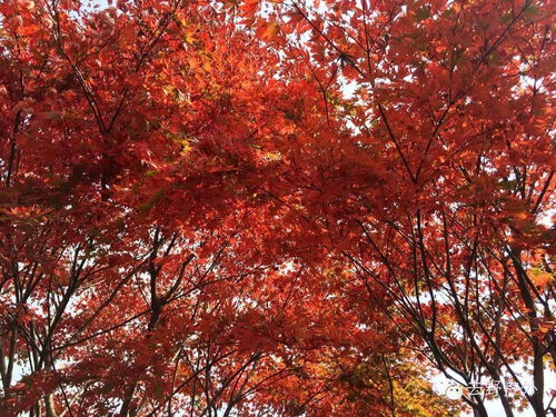 11月19日奉化栖霞坑古道,满山秋色,午饭农家