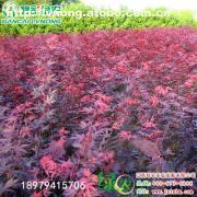 【日本红枫三季红】红枫,价格,厂家,图片,供应商,花木,宜黄县绿农农业发展 - 产品库 - 阿土伯交易网