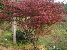 桂林森泉园林绿化产品展示