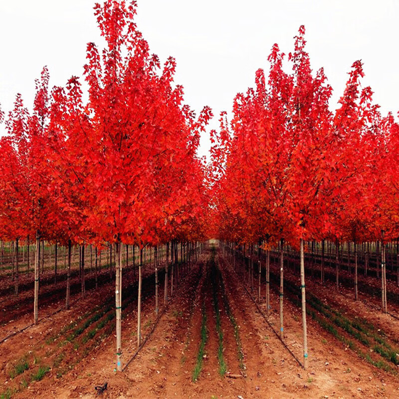 红枫树苗四季红日本红枫树中国红美国红枫红舞姬盆栽