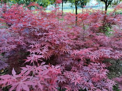 「日本红枫」杆径米经5-15公分高度250-350厘米冠幅150-200厘米质量一级苗上车价格电议-产地湖南常德市