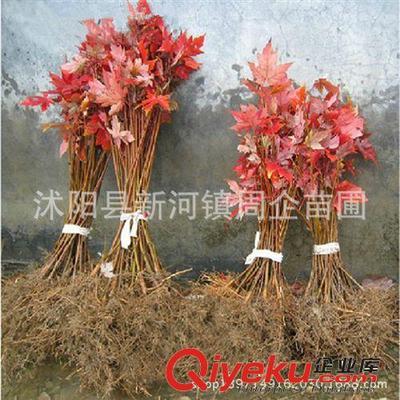 批发正宗嫁接日本红枫苗 日本红枫树苗 日本红枫三季红小苗盆景-沭阳县新河镇周企苗圃提供批发正宗嫁接日本红枫苗 日本红枫树苗 日本红枫三季红小苗盆景的相关介绍、产品、服务、图片、价格沭阳县新河镇周企苗圃、灌木;绿化苗;种子;盆景;果树苗