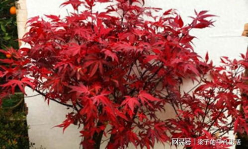 中国人视为垃圾的树叶,在日本却成热销美食,一份售价八九块