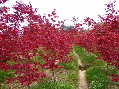 春染九农花木 ,美景令人心醉
