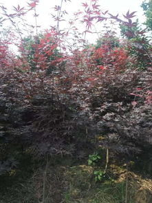 新村绿化日本红枫 红 不褪,黄金槐 色 不衰