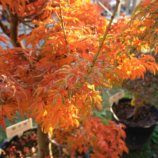 日本红枫枫树狮子头盆栽盆景树桩小型微型红枫 八房小叶 花园绿植