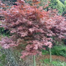 长沙市雨花区治维苗圃 供应产品