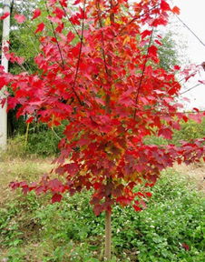 浙江红枫 供应浙江红枫