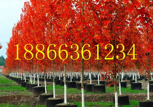 美国红枫秋火焰种植基地基地 山东青州美国红枫秋火焰