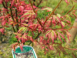 蝴蝶枫,叶片似蝴蝶状,色彩斑斓,美哭了 