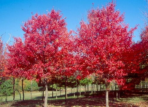 美国红枫太阳谷红枫对比日本红枫三季红怎么样