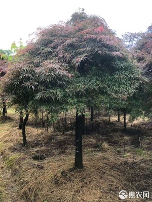 羽毛枫6-20公分,斜飘羽毛枫出售