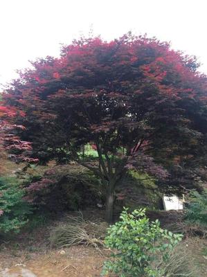 [日本红枫 批发]山东菏泽郓城县枫树 188.00元/棵苗木 _ 一亩田