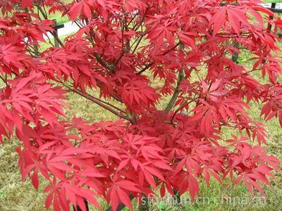 供应日本红枫,日本红枫红舞姬,三季红红枫,日本红枫基地