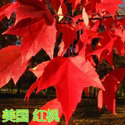 红枫树苗美国中国庭院盆栽日本红枫 好评好店