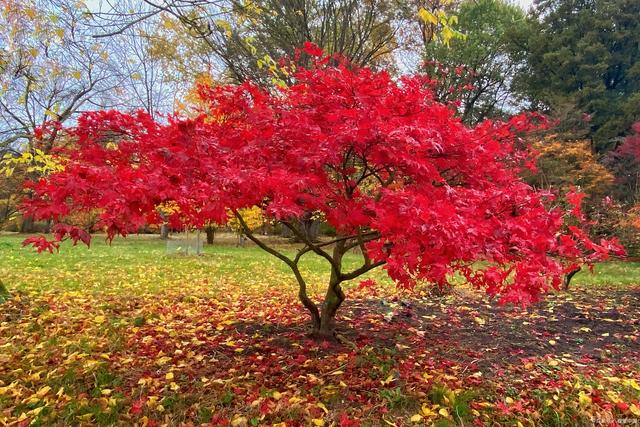 8公分,10公分,12公分,15公分日本红枫价格,最新红.