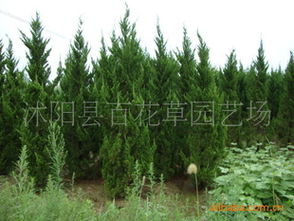 花卉种子 种苗产品列表 007商务站 全球网上贸易平台 第89页