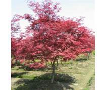 【恒昌种业美国红枫树苗红点红冠秋火焰小苗嫁接日本红枫小苗红舞姬四季红枫苗】盐城市亭湖区城西恒昌花木经营部 - 产品库