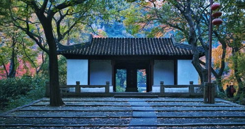 还抢日本红枫季机票 喂,咱身边这明朝古枫完全媲美