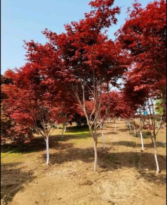 [日本红枫 批发]山西阳泉郊区枫树 48.00元/棵日本红枫 _ 一亩田