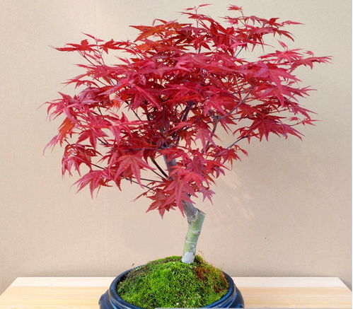 红枫 主要品种 日本红枫橙之梦 三季红 红舞姬