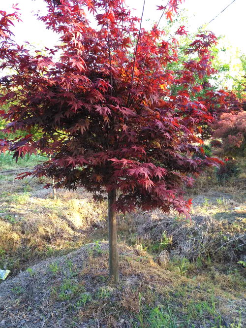 红枫 主要品种 日本红枫橙之梦 三季红 红舞姬