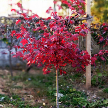 红枫之美：从日本红枫到庭院造景的艺术