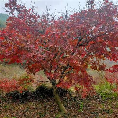 日本红枫：园林景观中的观赏之王